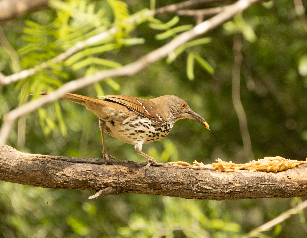 Long-billed Thrasher - Anne Heyerly