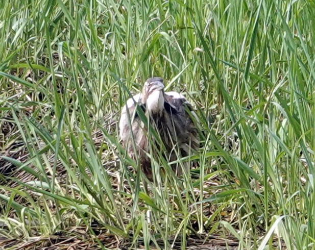 American Bittern - Mario Poirier