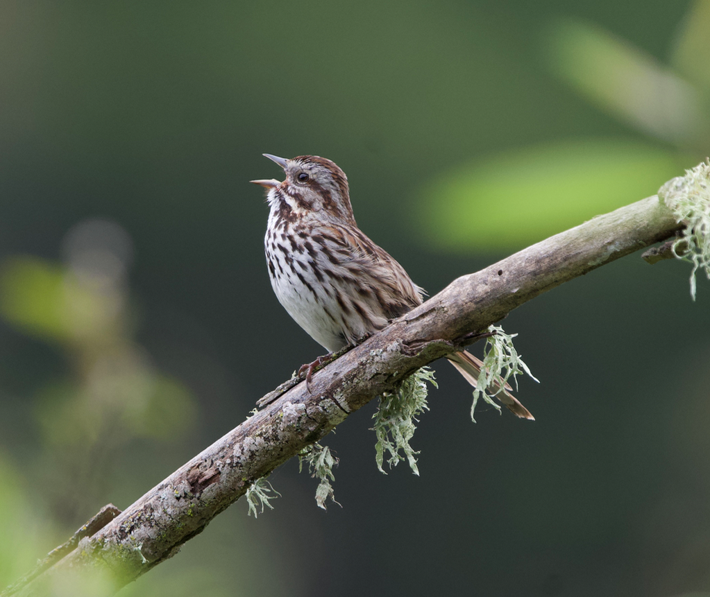 Song Sparrow - Jack Hayden