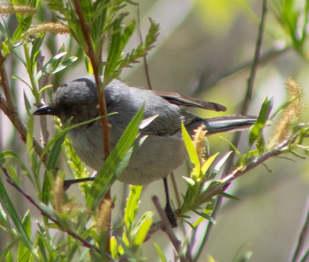 Bushtit - G Stacks