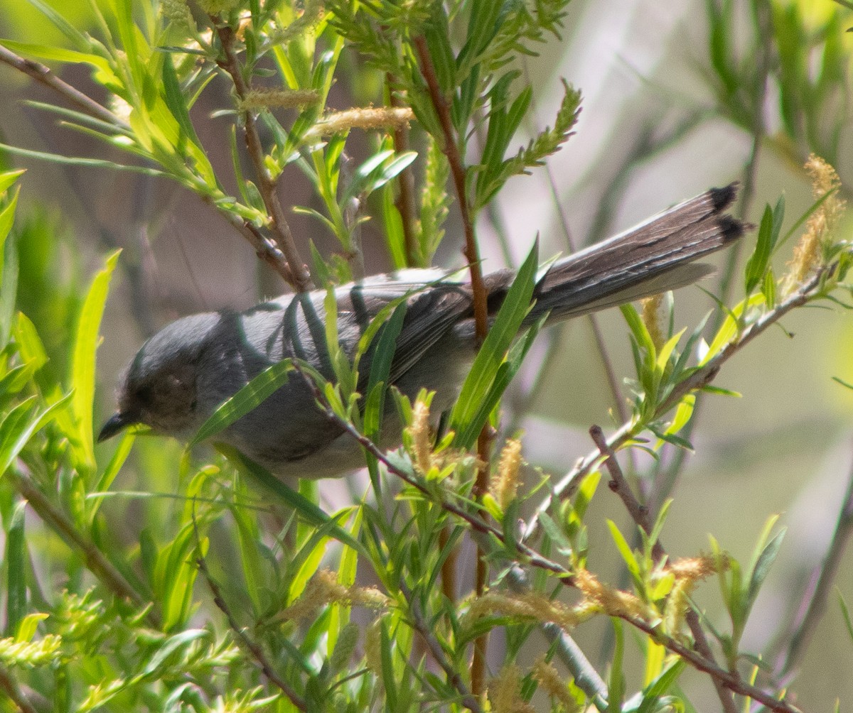 Bushtit - G Stacks