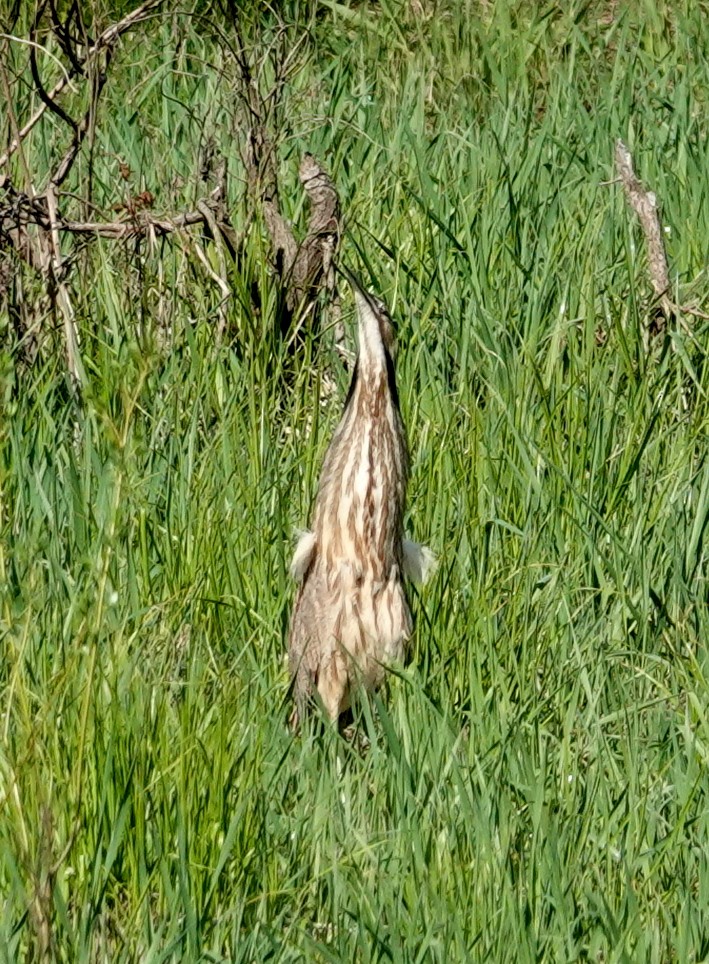 American Bittern - Mario Poirier