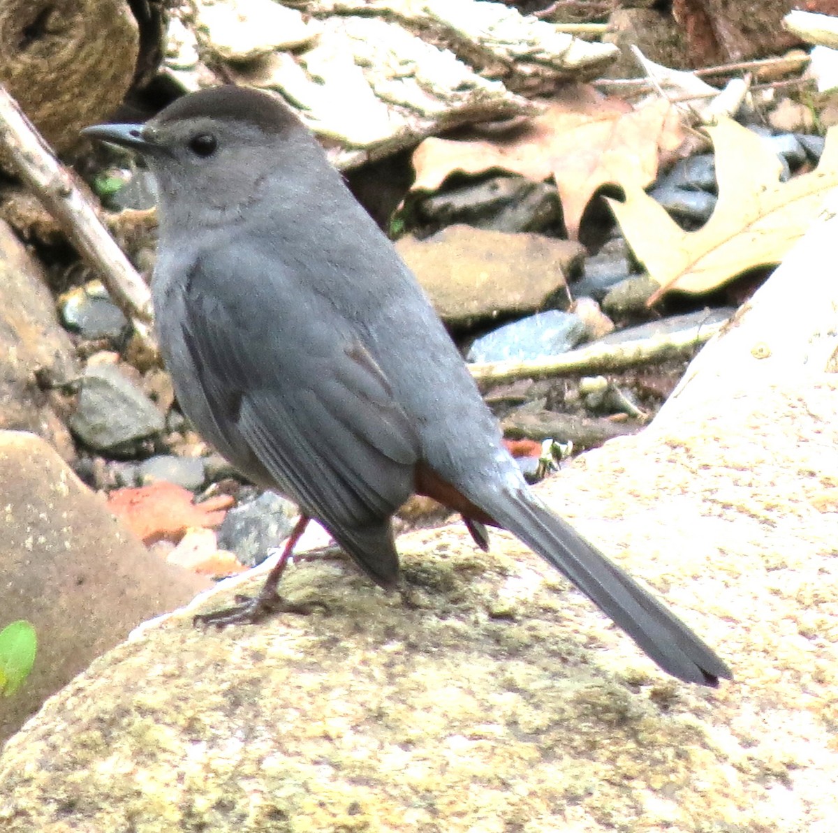 Gray Catbird - James Hirtle