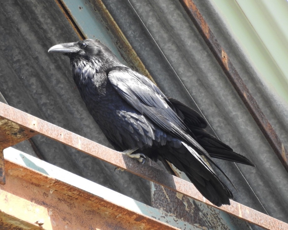 Common Raven - Martha Beebe