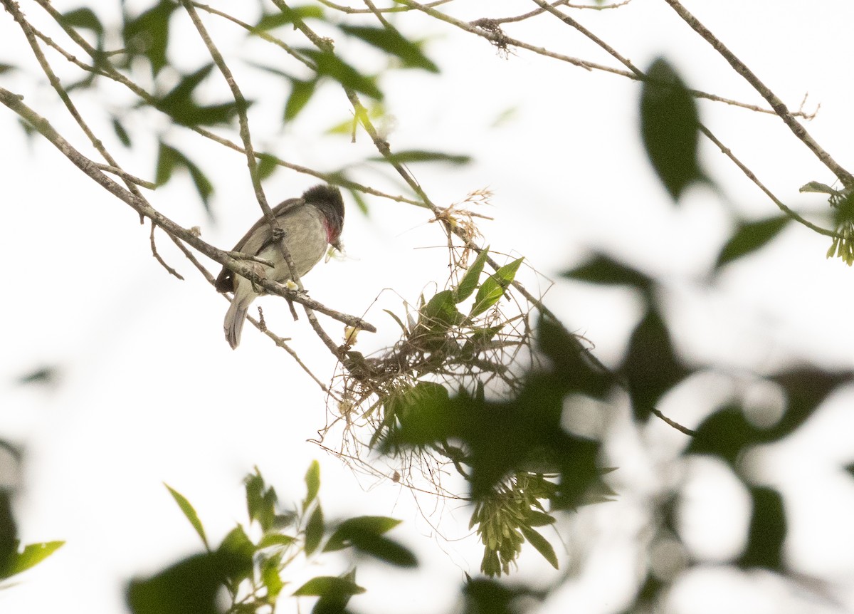 Rose-throated Becard - Anne Heyerly