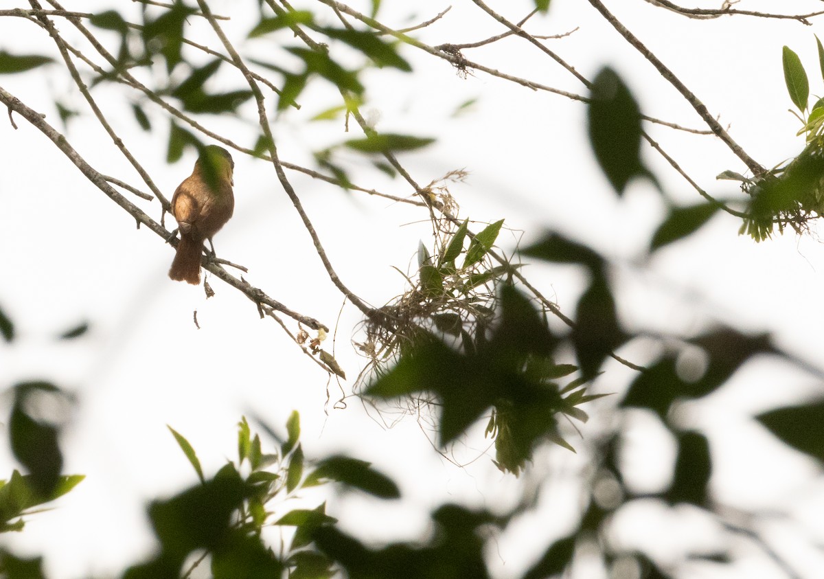 Rose-throated Becard - Anne Heyerly