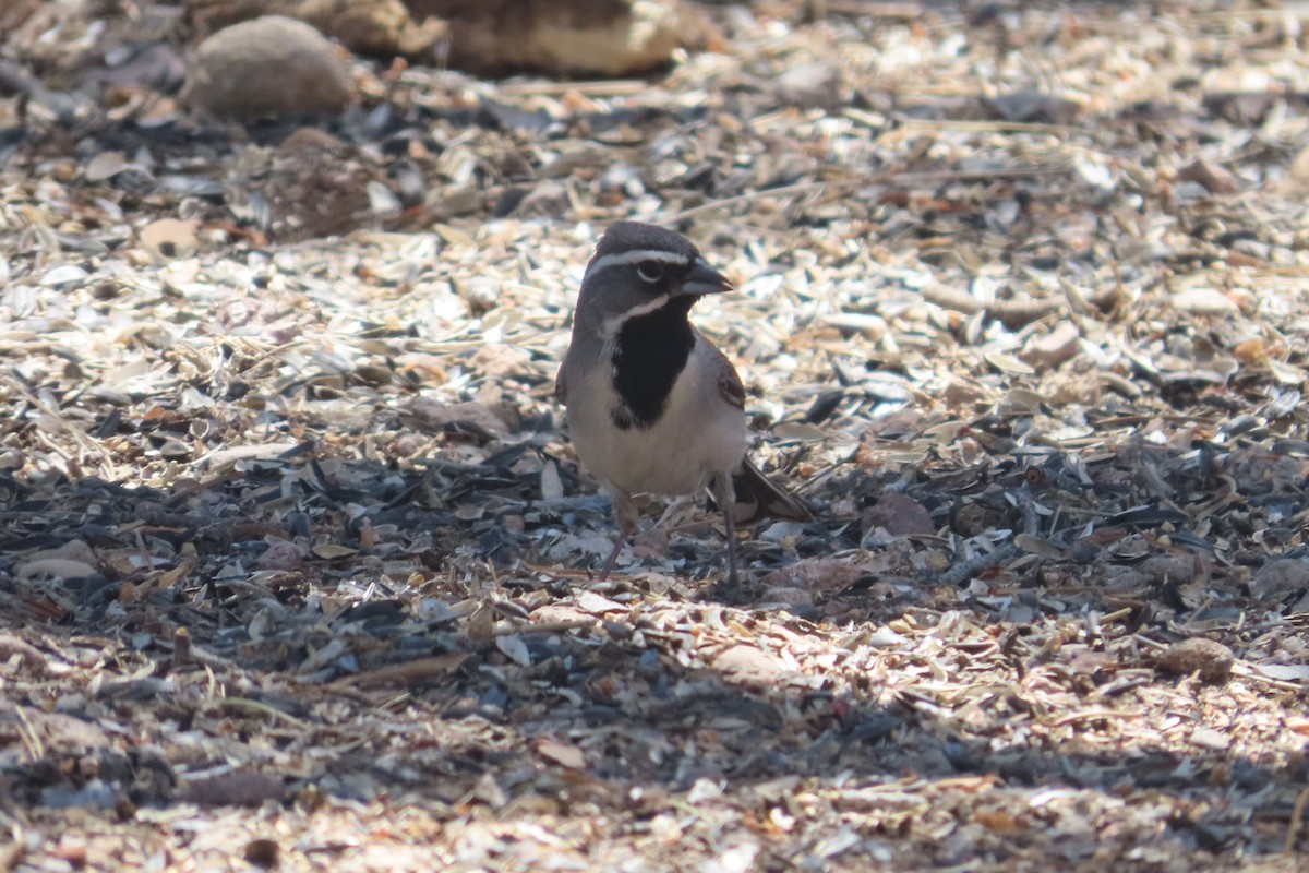 Black-throated Sparrow - David Brinkman