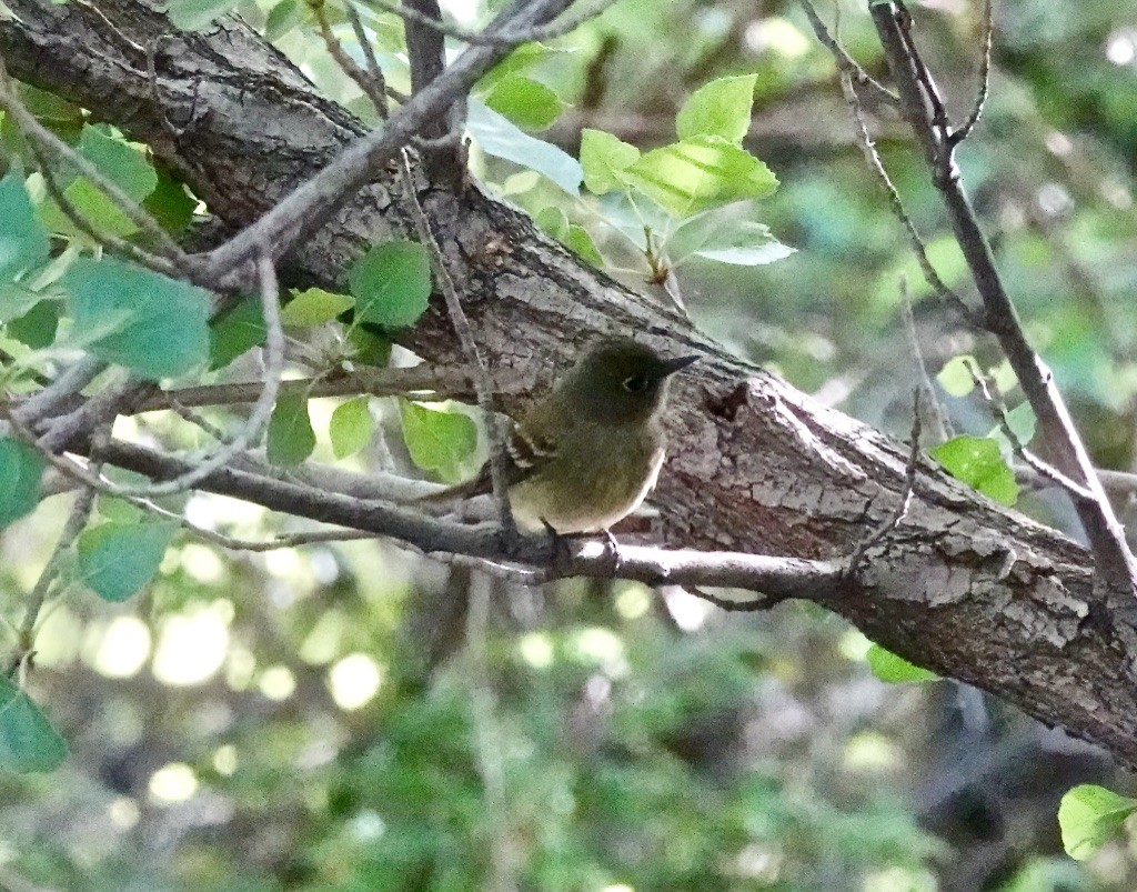 Dusky Flycatcher - Rick Taylor