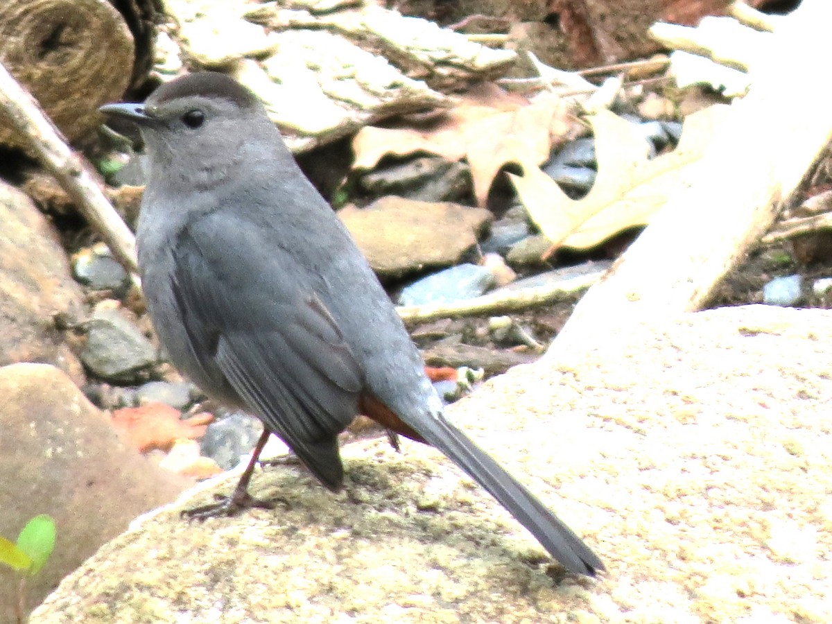 Gray Catbird - ML619453150