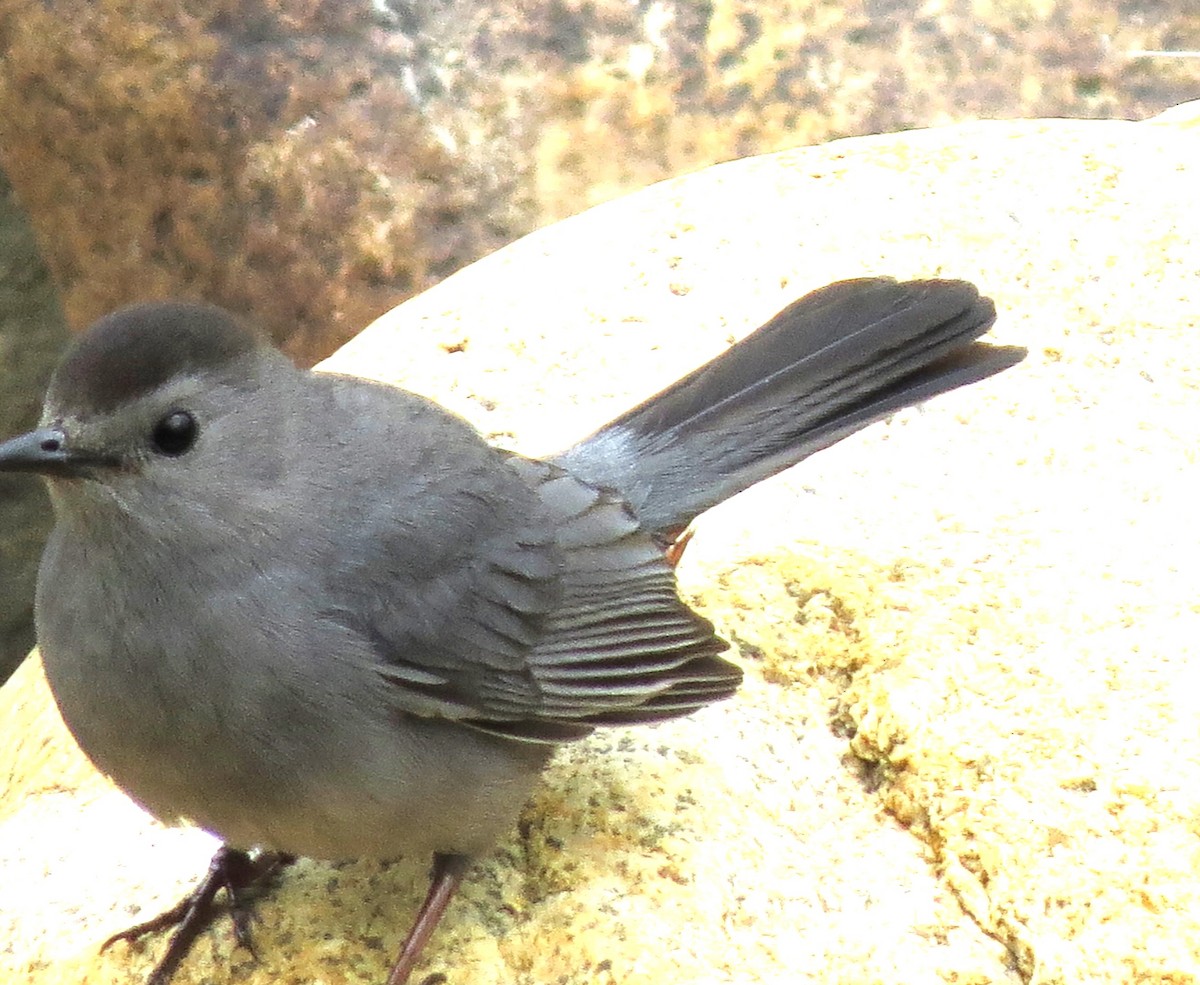 Gray Catbird - James Hirtle