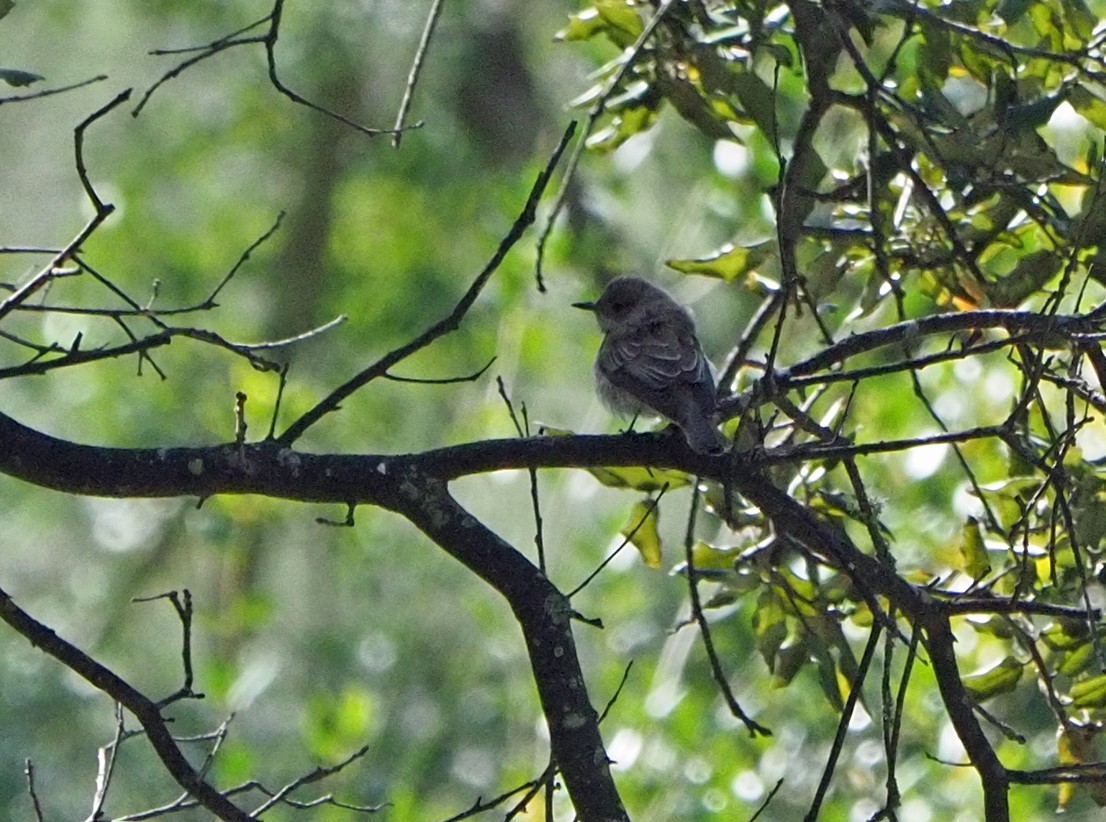 Spotted Flycatcher - Brian Carruthers