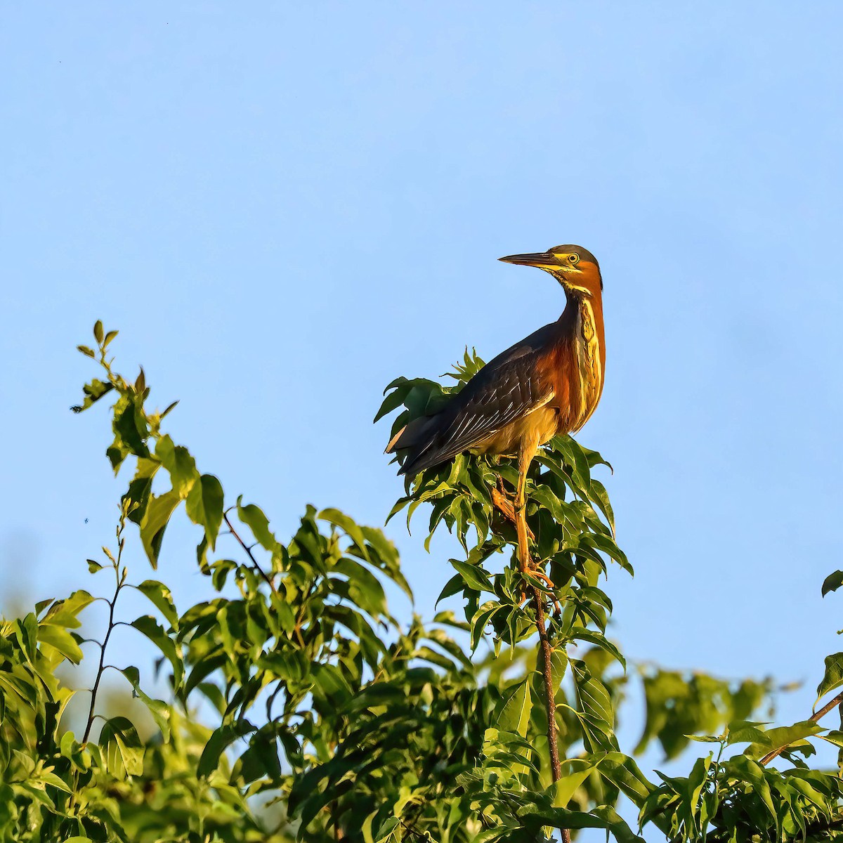 Green Heron - Sylvie Nadeau Gneckow