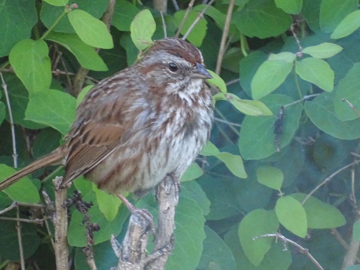 Song Sparrow - Jim Walton