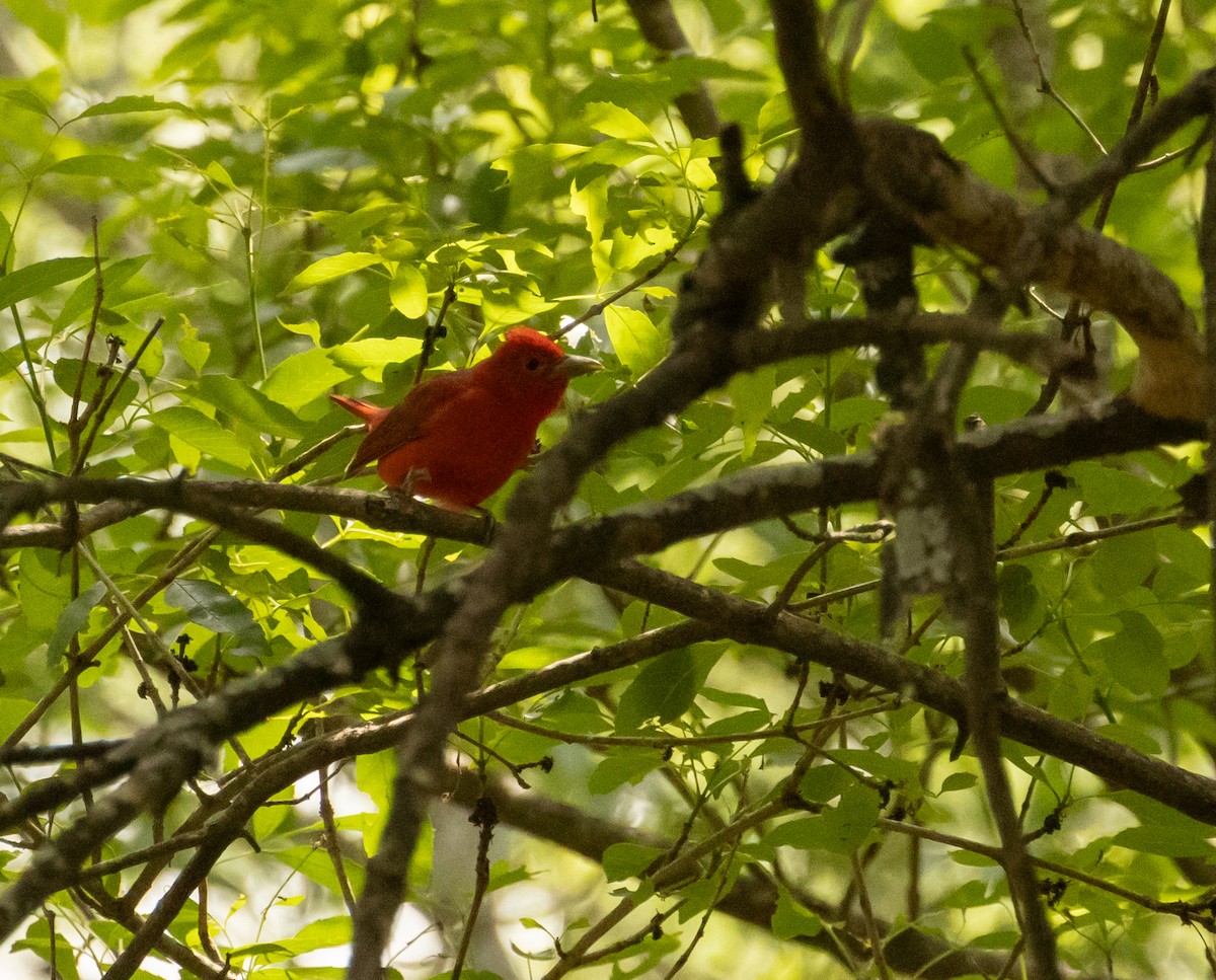 Summer Tanager - Anne Heyerly