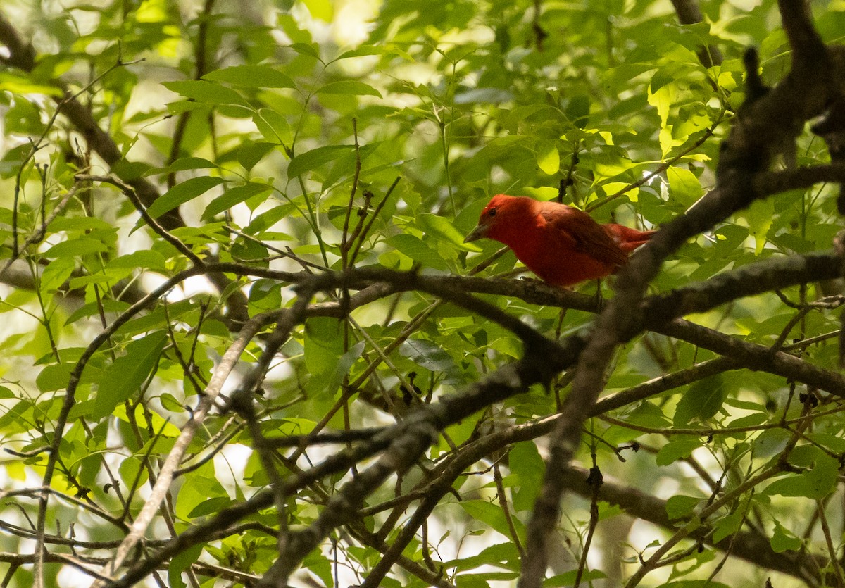 Summer Tanager - Anne Heyerly