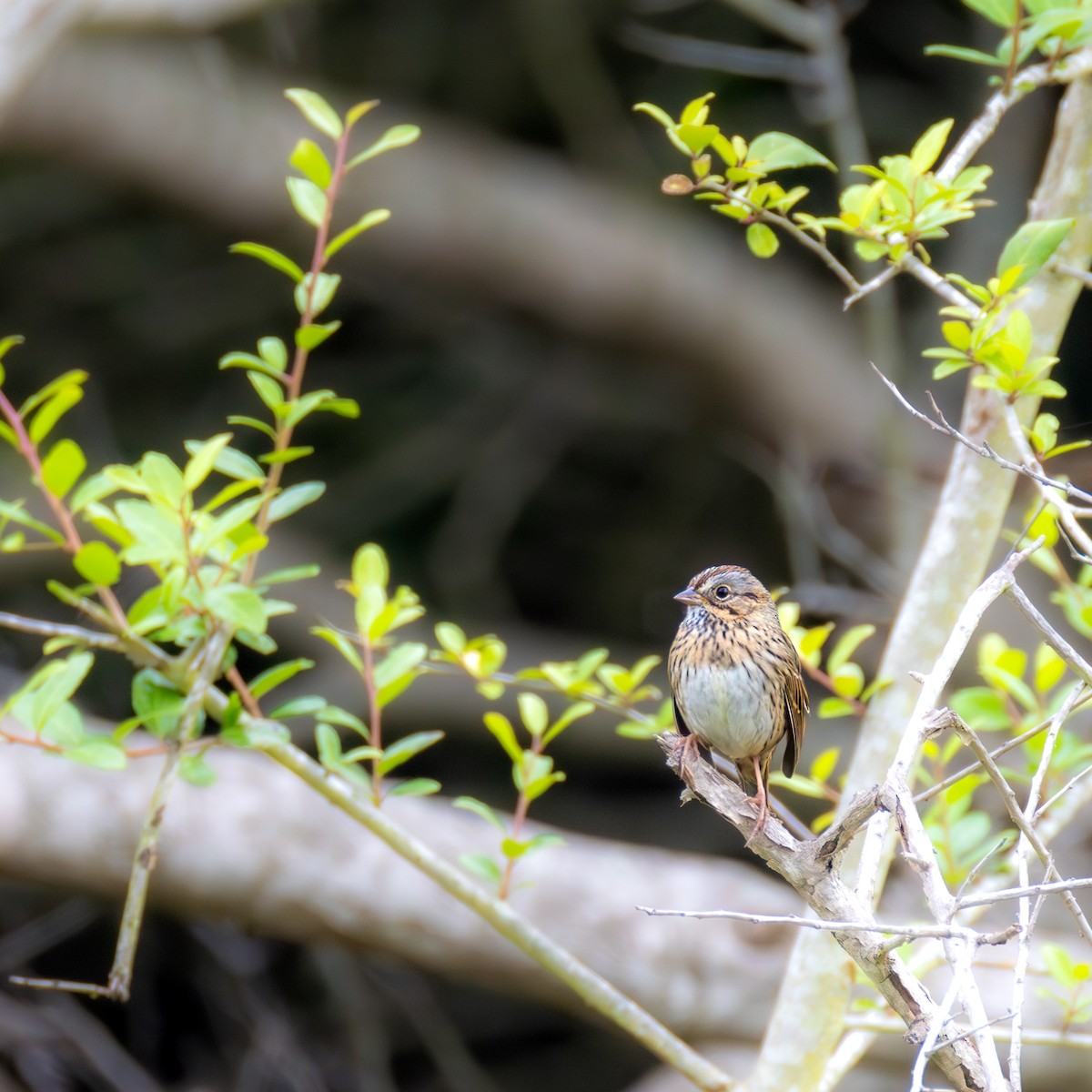 Lincoln's Sparrow - Daniel Griffith