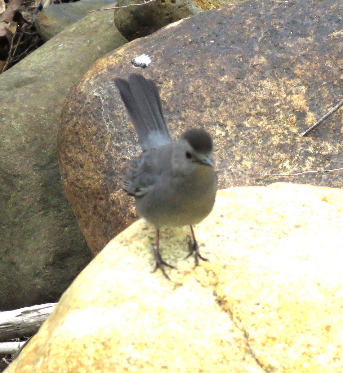 Gray Catbird - ML619453177