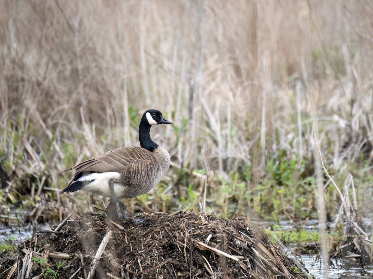 Canada Goose - Danielle  A