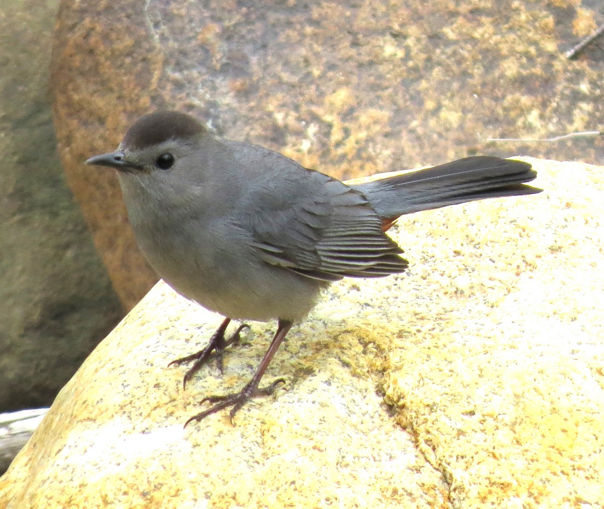 Gray Catbird - ML619453181