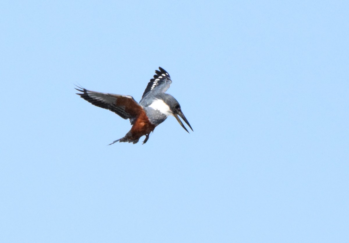 Ringed Kingfisher - Laura Bakken