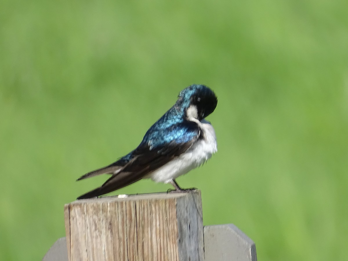 Tree Swallow - Jim Walton