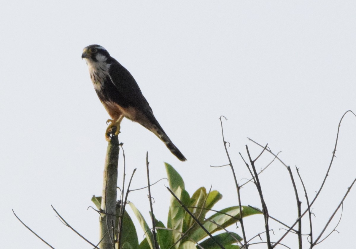 Aplomado Falcon - Laura Bakken