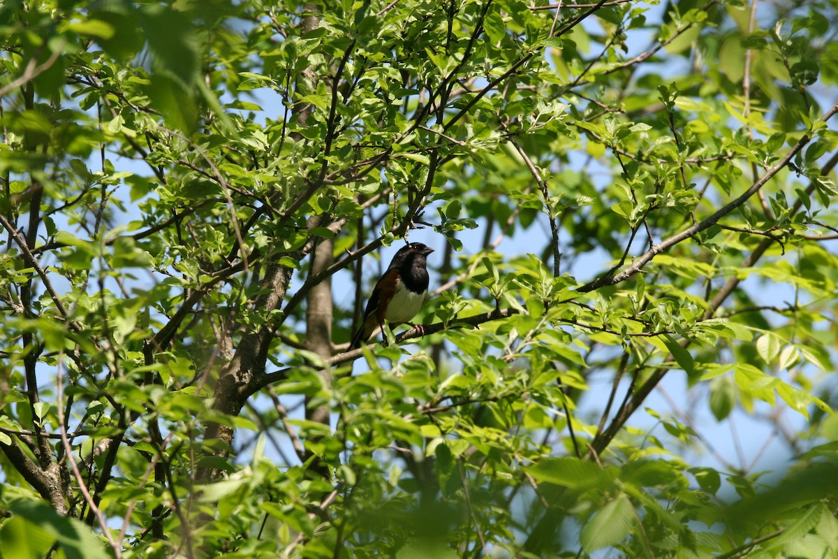 Eastern Towhee - Micheline Roy