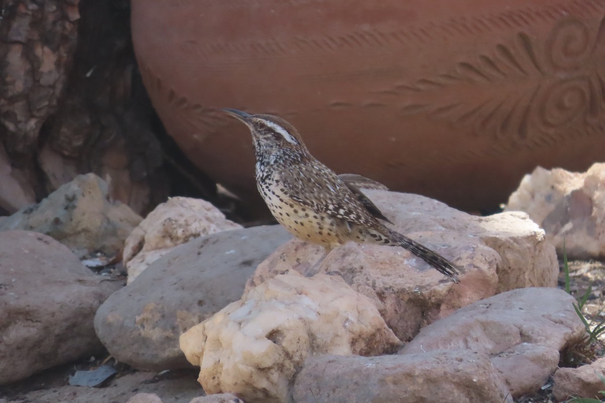 Cactus Wren - David Brinkman