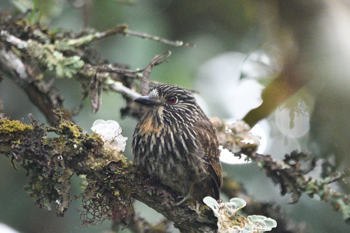 Black-streaked Puffbird - ML619453208