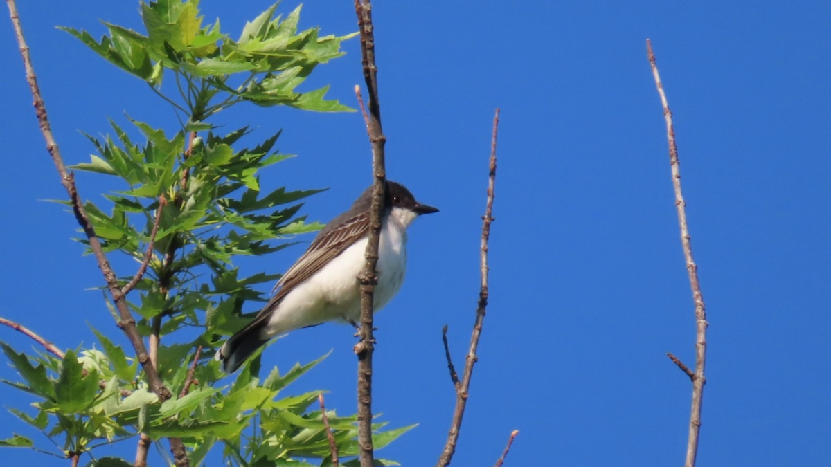 Eastern Kingbird - ML619453223