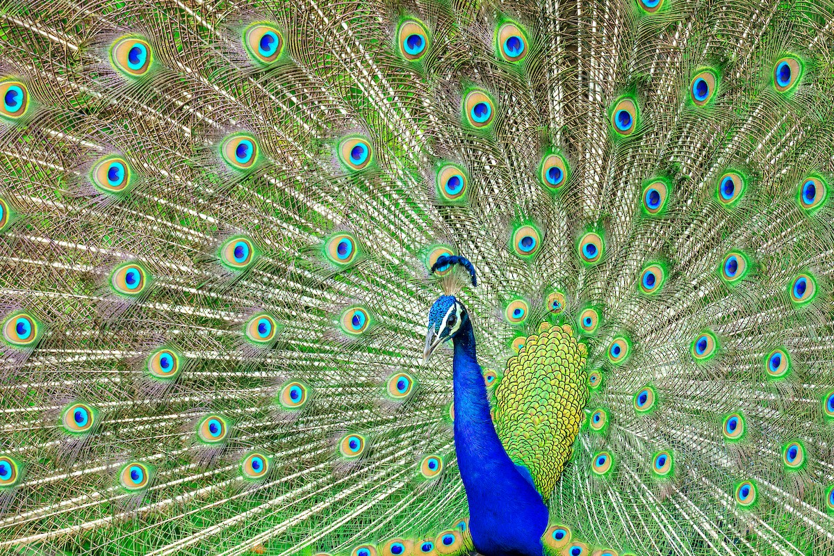 Indian Peafowl - ML619453235