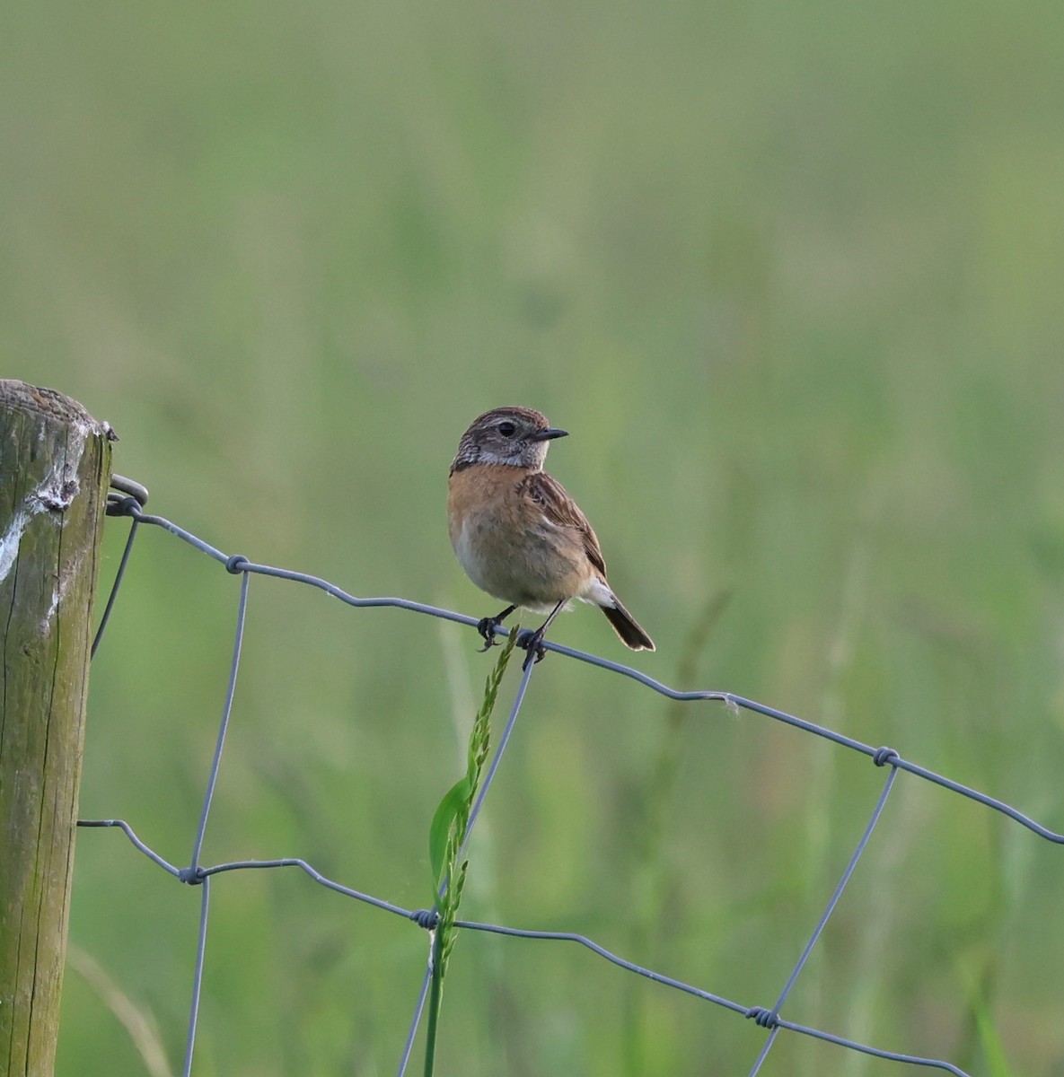 European Stonechat - Damjan Tomic