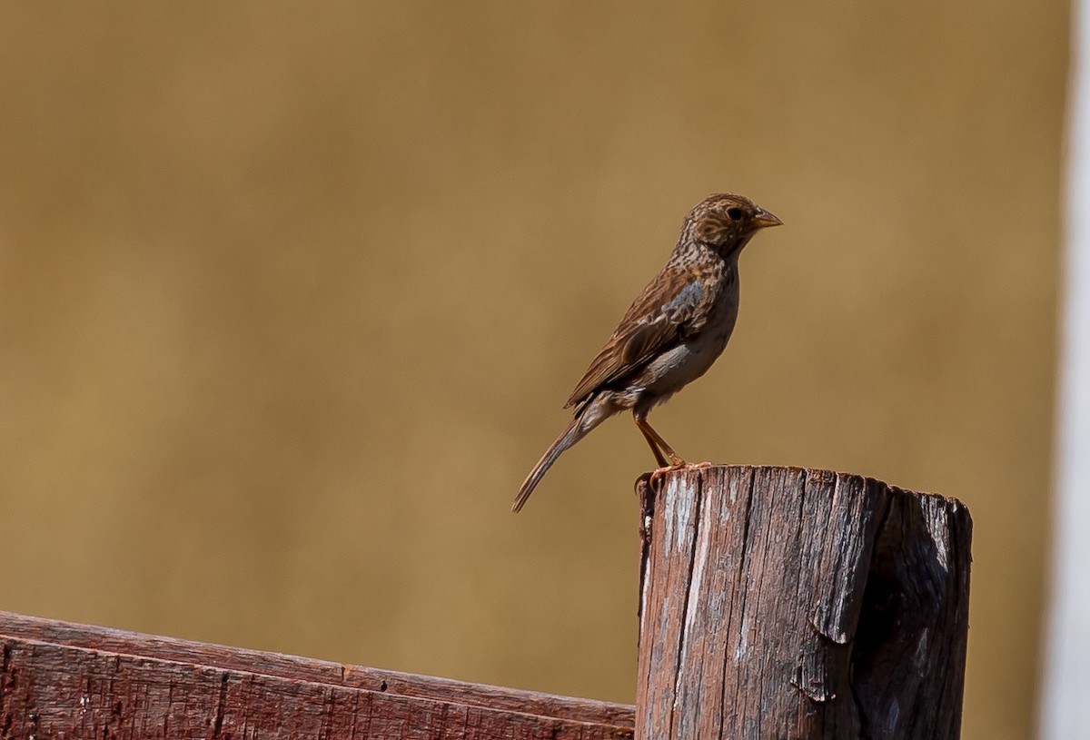 Band-tailed Sierra Finch - ML619453242