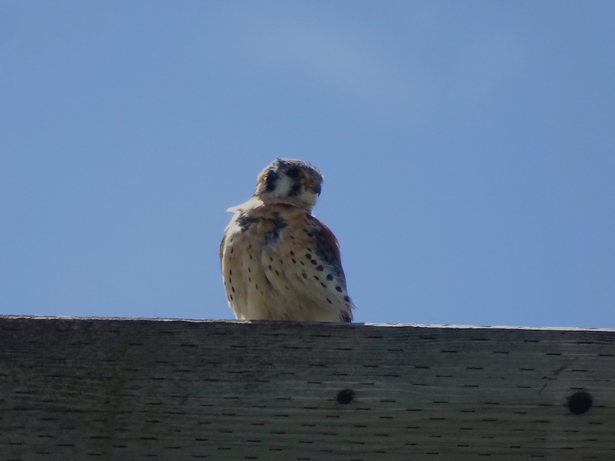 American Kestrel - Jim Walton