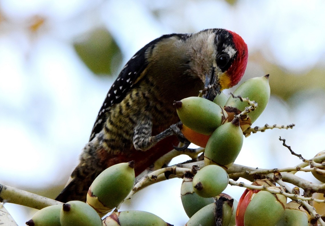 Black-cheeked Woodpecker - Laura Bakken