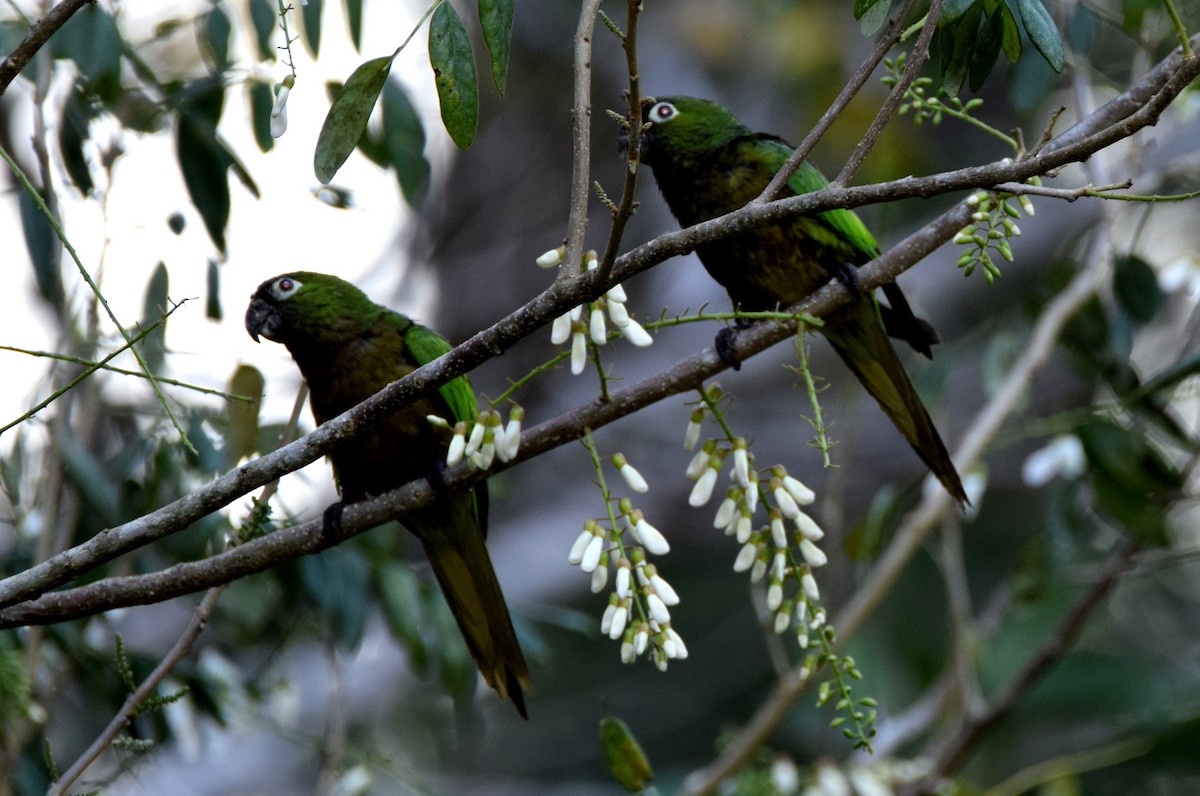Olive-throated Parakeet - Laura Bakken