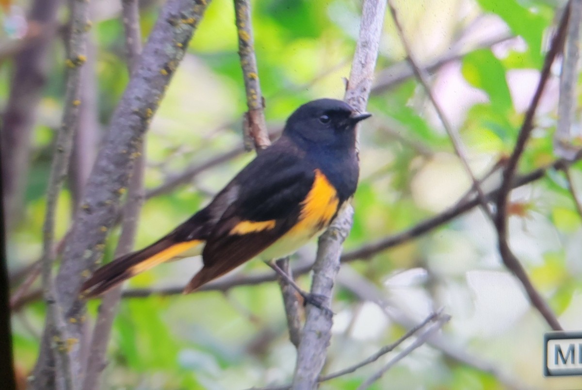 American Redstart - Andy Boyce