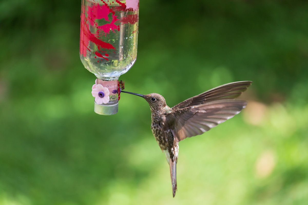 Giant Hummingbird - Andrew Cauldwell