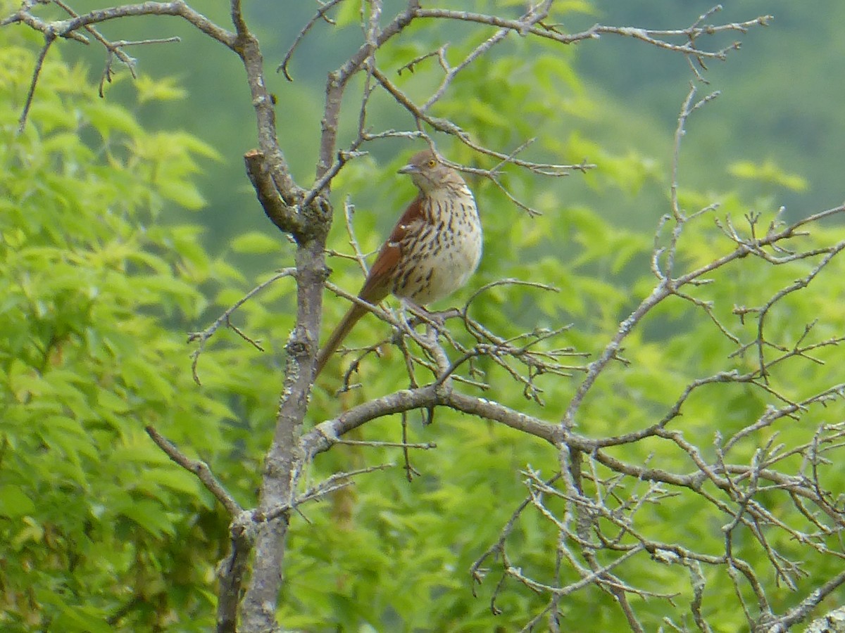 Brown Thrasher - ML619453270