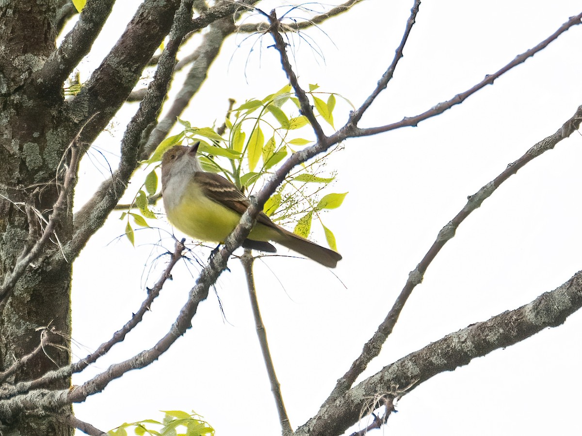 Great Crested Flycatcher - ML619453272