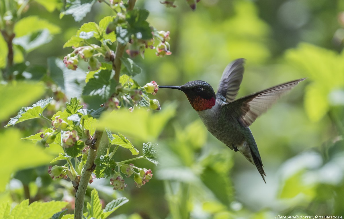 Ruby-throated Hummingbird - madeleine fortin