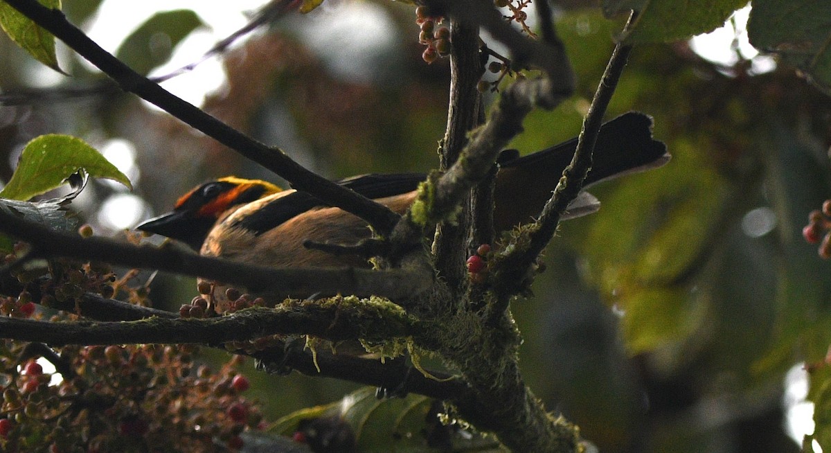 Flame-faced Tanager - Paul Vandenbussche