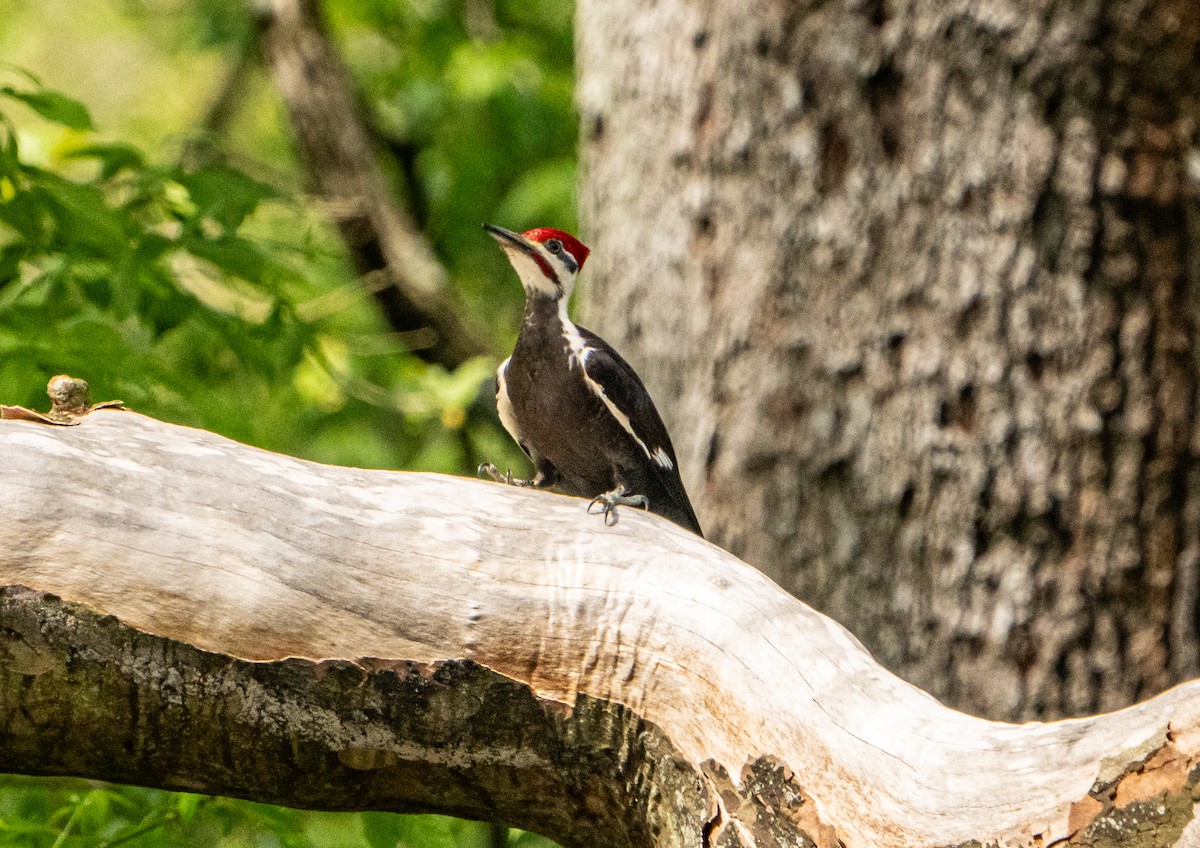 Pileated Woodpecker - ML619453286