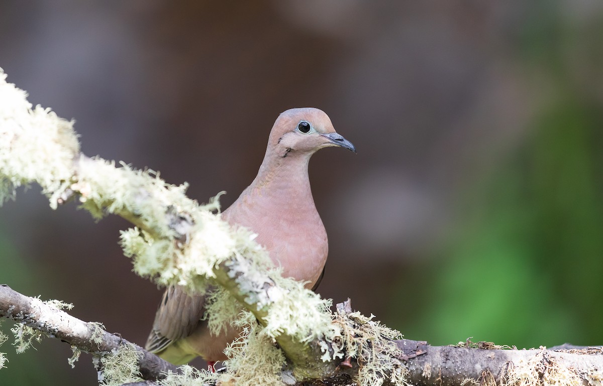 Eared Dove - Andrew Cauldwell