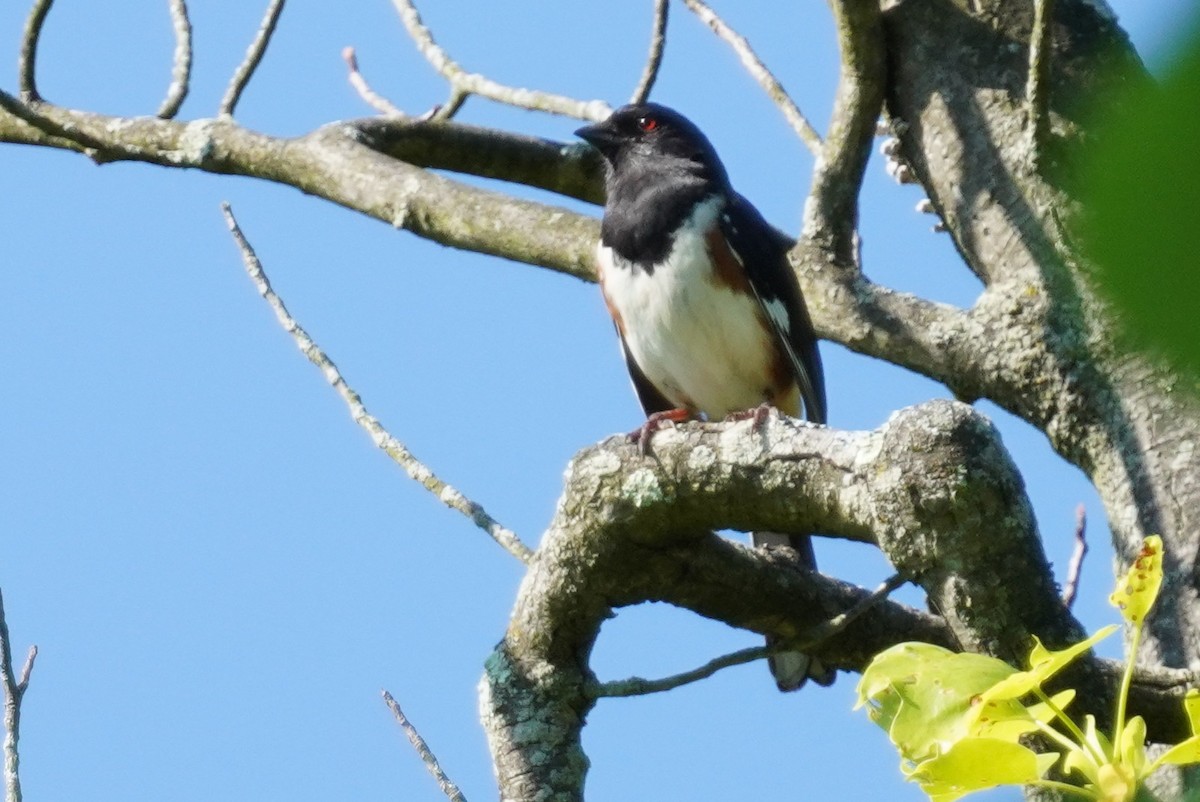 Eastern Towhee - ML619453292