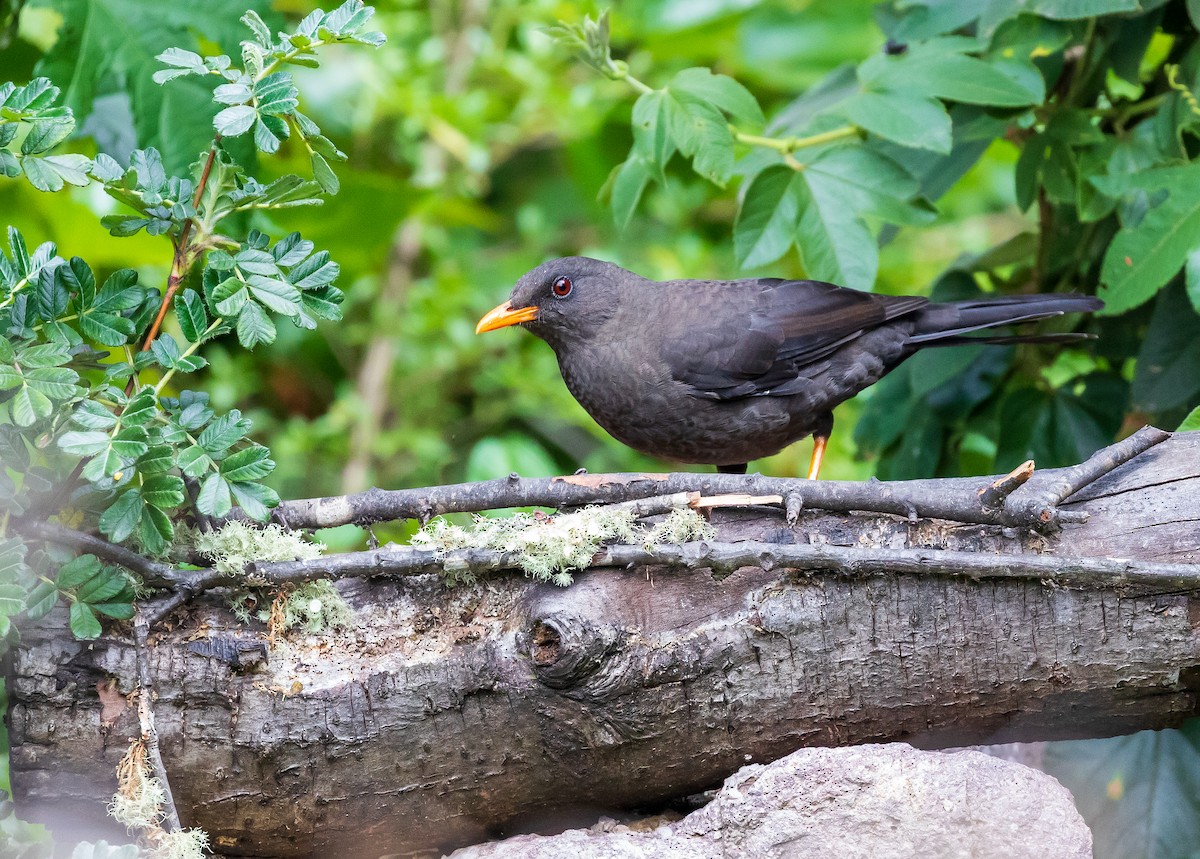 Glossy-black Thrush - Andrew Cauldwell