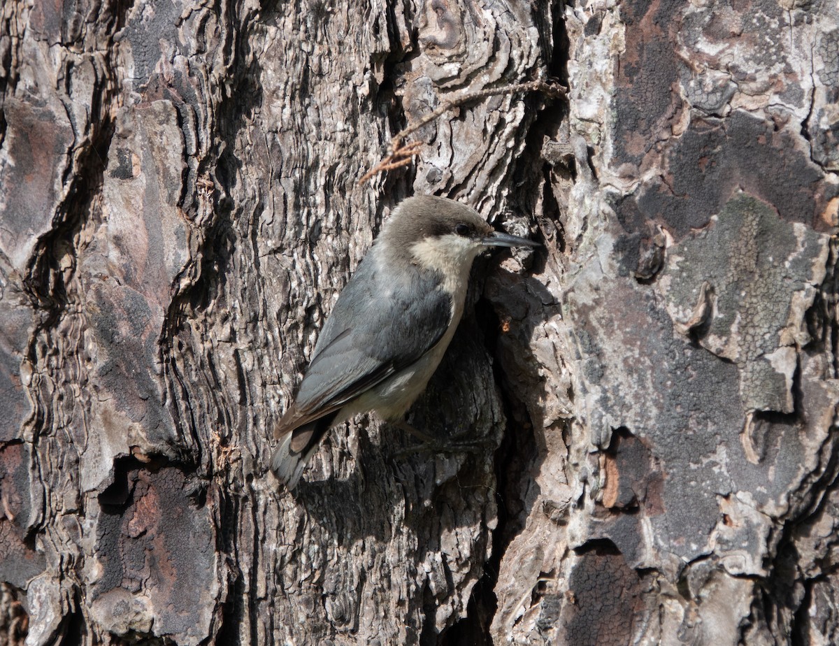 Pygmy Nuthatch - Marc Blumberg