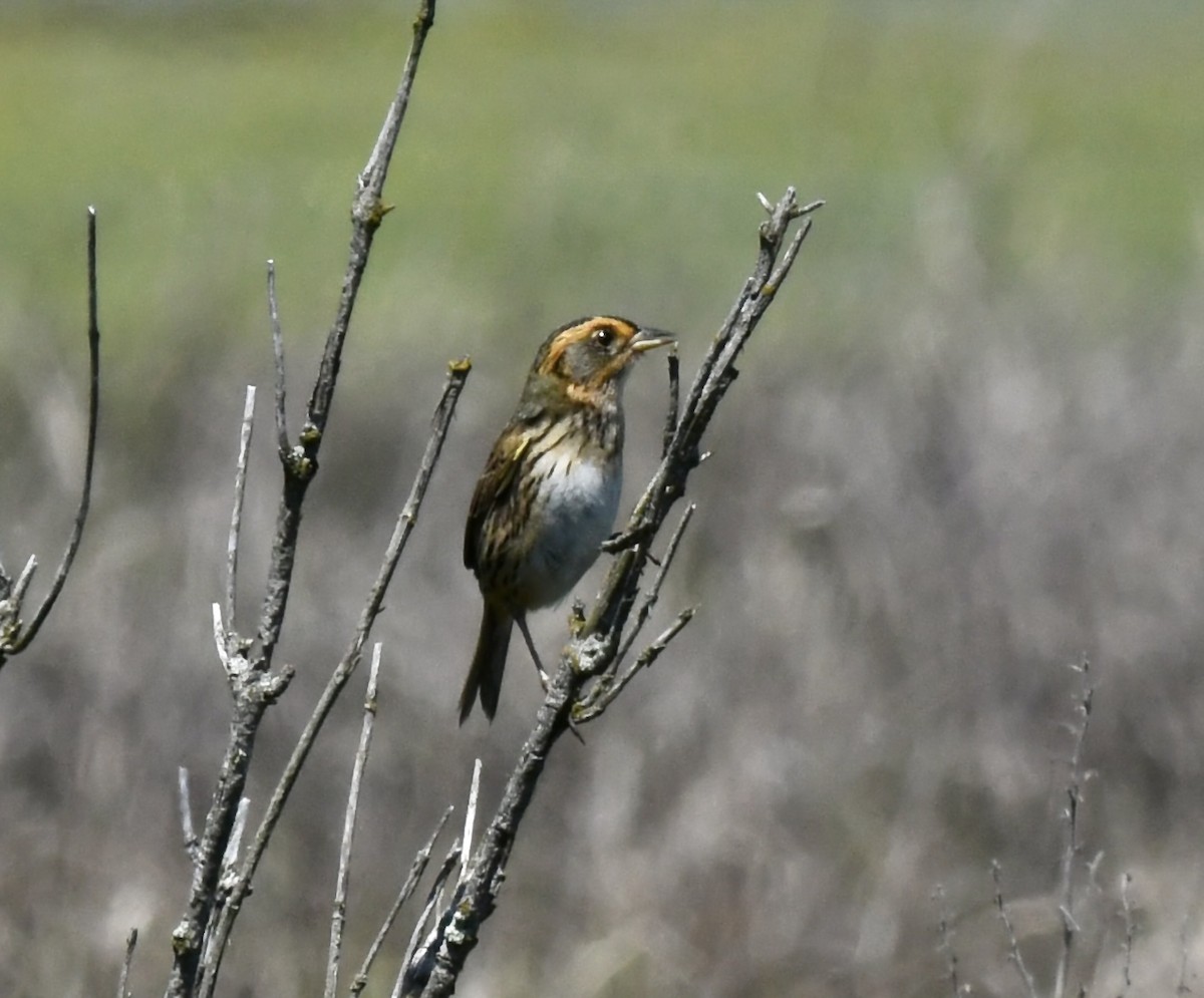 Saltmarsh Sparrow - Sue Palmer