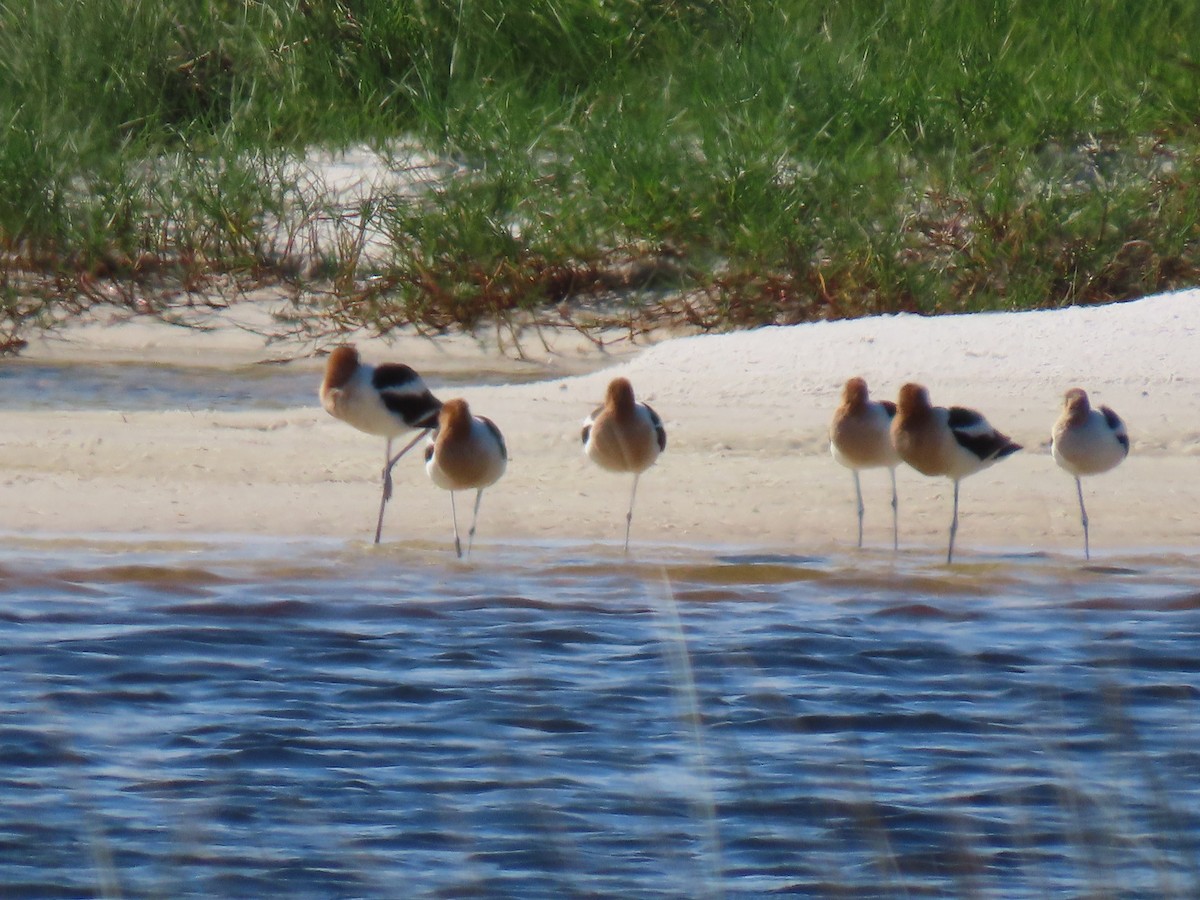 American Avocet - Brian Cammarano