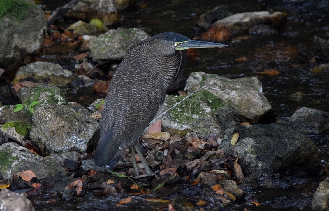 Bare-throated Tiger-Heron - ML619453314